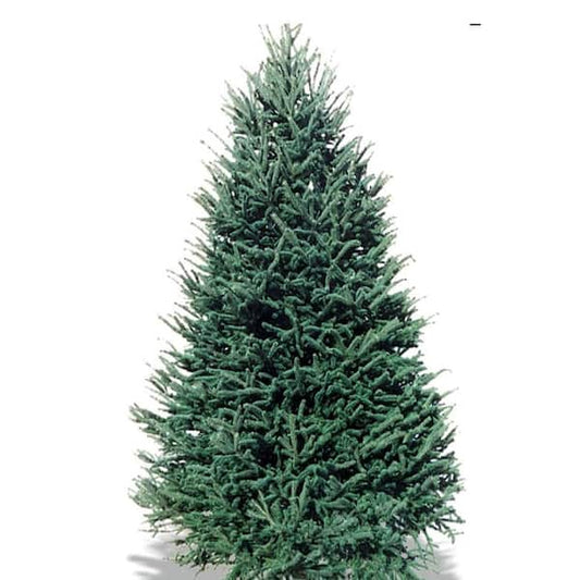 8-9 ft. Freshly Cut Live Abies Balsam Fir Christmas Tree