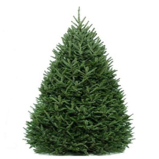 8-9 ft. Freshly Cut Live Abies Fraser Fir Christmas Tree